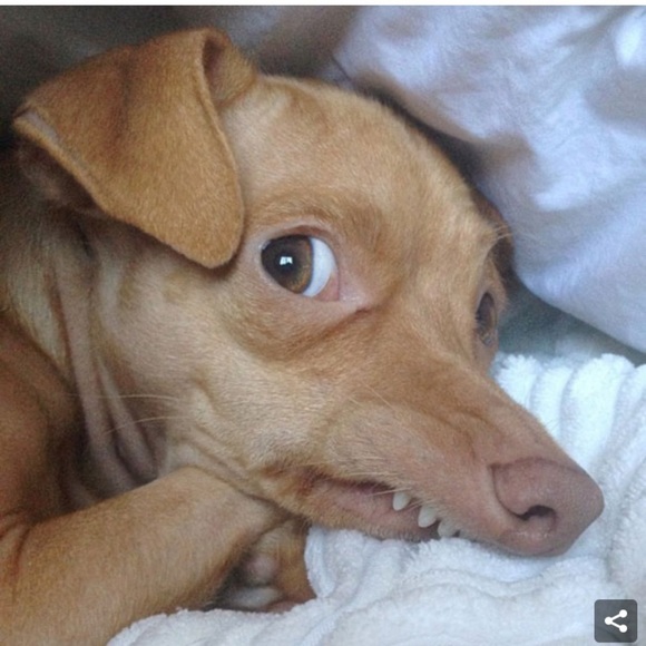 TUNA for President Hoodie - Picture 5 of 8